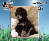 Hessler's Poodles Poodle Standard breeder