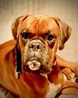 William paine - Boxer Stud