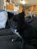 Brittney Pattico - Pomeranian Stud