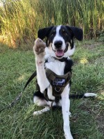 Jennifer D - Border Collie Stud