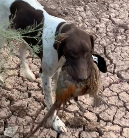 German Shorthaired Pointer Stud 29263