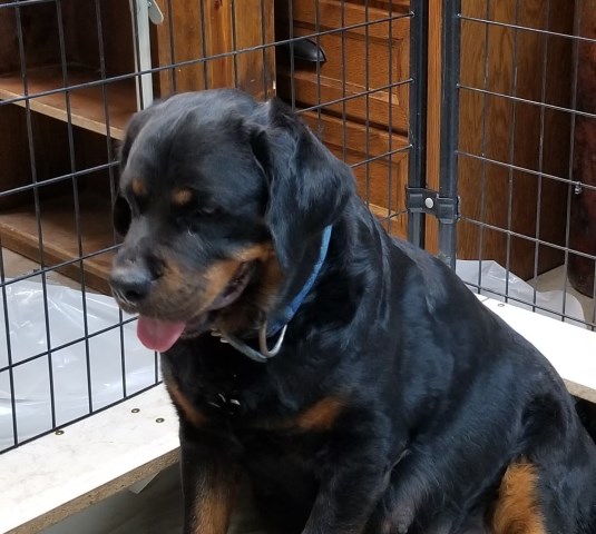 Rottweiler Breeder 27123