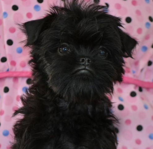 Affenpinscher Puppies