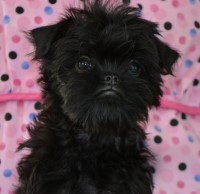 Affenpinscher thumbnail