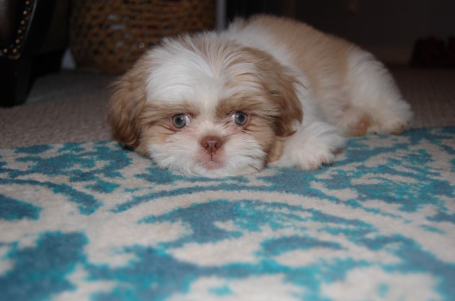 Shih Tzu Stud 28576