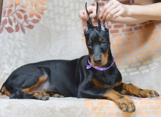 Doberman Pinscher Breeder 25541