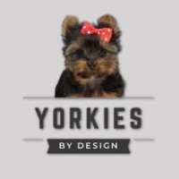 Yorkies By Design Yorkshire Terrier breeder