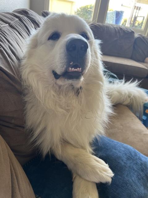 Great Pyrenees Stud 30735