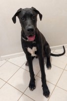 Tammy - Great Dane Stud