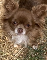 Wendy Von Fries - Chihuahua Stud