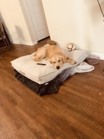 Christian Geronimo - Golden Retriever Stud