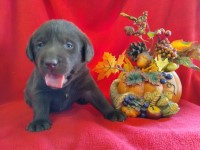 Livin' Our Lab Life Labrador Retriever breeder