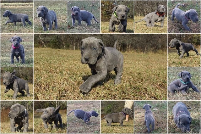 Great Dane Breeder 25362