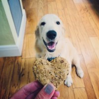 Vanessa L - Golden Retriever Stud