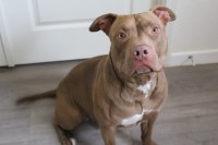 Amanda - American Pit Bull Terrier Stud