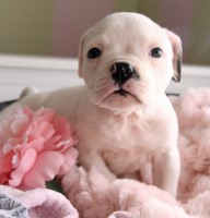 Rosebull Kennel American Bulldogs American Bulldog breeder