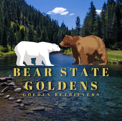Bear State Goldens