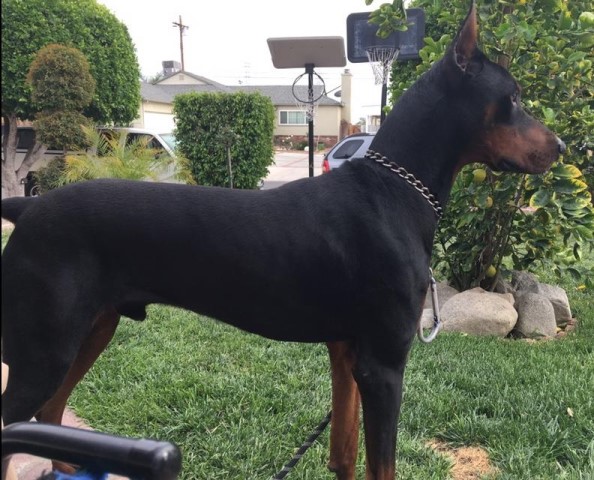 Doberman Pinscher Breeder 22289