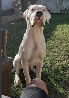 Daniel Suarez - Dogo Argentino Stud