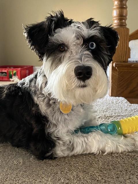 Miniature Schnauzer Stud 31783