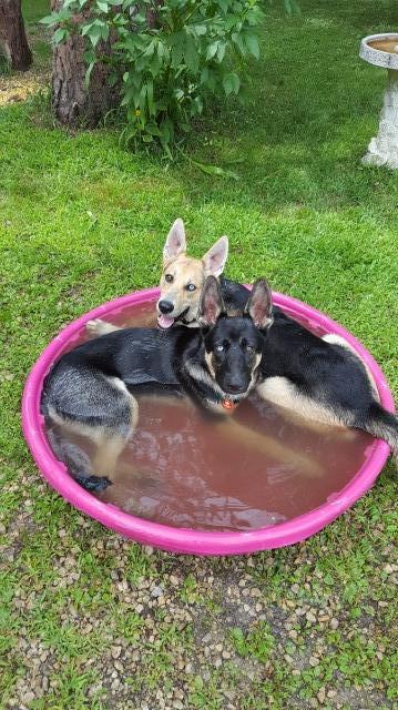 German Shepherd Dog Stud 31753