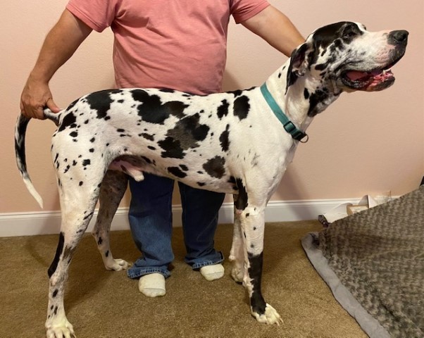 Great Dane Stud 30012