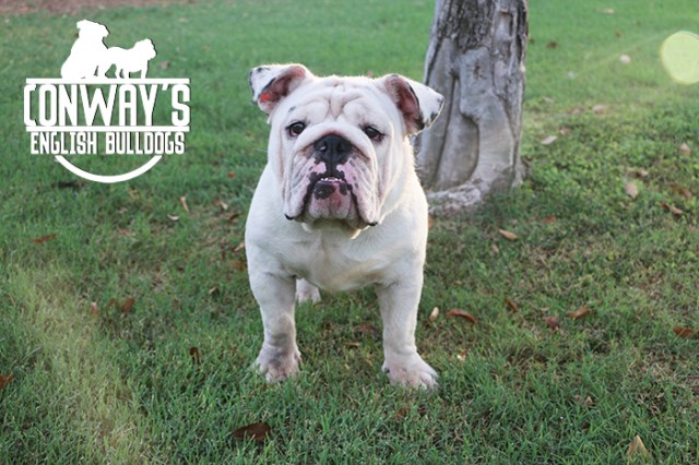 Conway's English Bulldogs