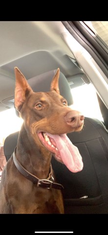 Doberman Pinscher Stud 29199