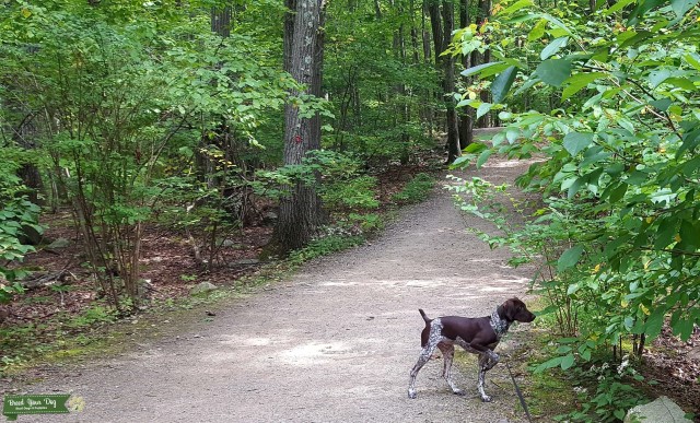 German Shorthaired Pointer Stud 29046