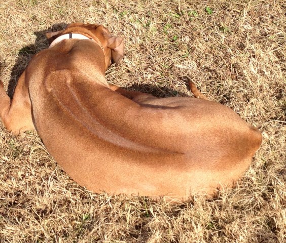 Clattenburg Rhodesian Ridgebacks