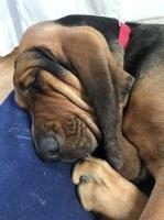 Bloodhound thumbnail