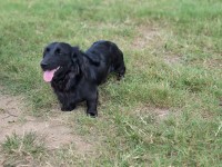 Abigail Henson - Dachshund Stud
