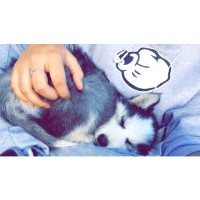 Skylar Siberian Husky breeder