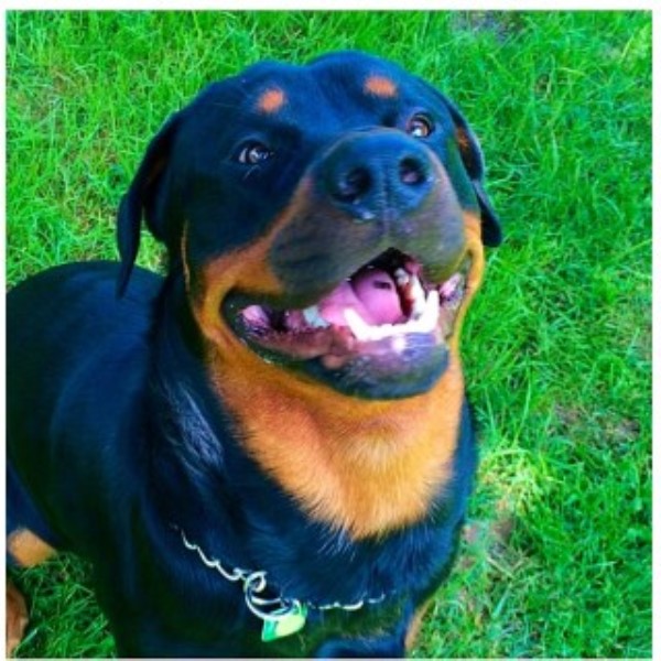 Rottweiler Breeder 23742