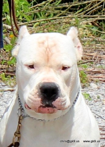 Dogo Argentino Stud 26077