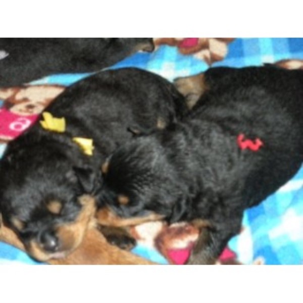 columbia rottweilers regenesis rottweilers registered rottweiler breeder in vancouver columbia columbia rottweilers regenesis rottweilers registered rottweiler breeder in vancouver columbia