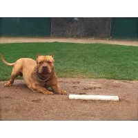 Swab life crew American Pit Bull Terrier for breeder