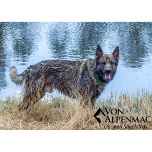 Von Alpenmac German Shepherds