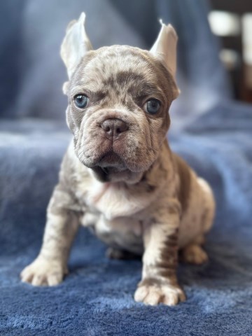 French Bulldog Stud 31826