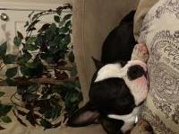 Bryan - Boston Terrier Stud