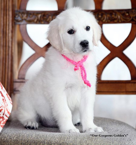 Our English Cream Golden Retrievers