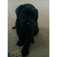 FF FARM Labrador Retriever for breeder