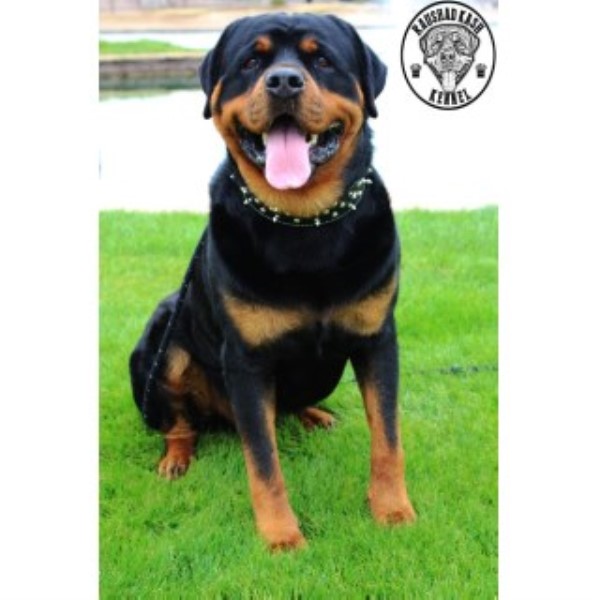 Rottweiler Breeder 22483