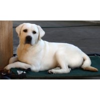 Labs to Love Labrador Retriever breeder