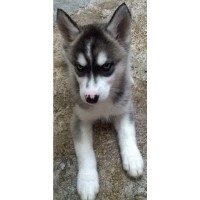 anjuls Siberian Husky breeder