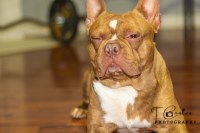 Terrius - Boston Terrier Stud