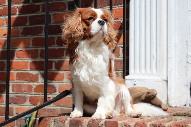 Cavalier King Charles Spaniel Stud 26320