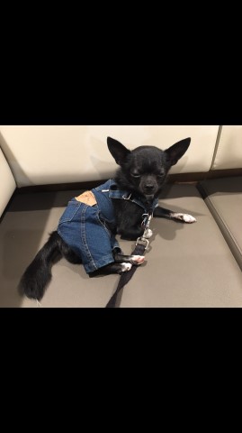 Chihuahua Stud 28373