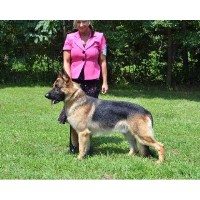 Von Shap Haus German Shepherd Dog breeder