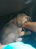 Gina Perez - Anatolian Shepherd Dog Stud